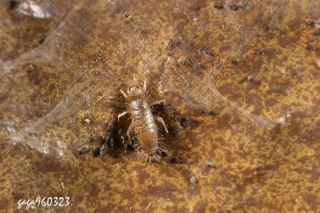  Lepidocyrtus sp.