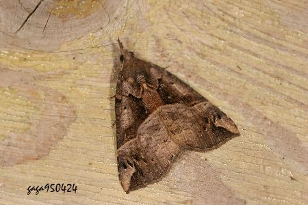 ½žwŽ] Hypena tenebralis 