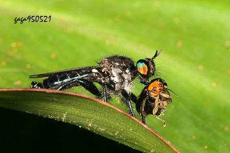 Maira sp.