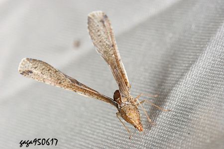 Zoraida sp.