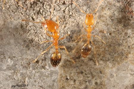 Monomorium intrudens