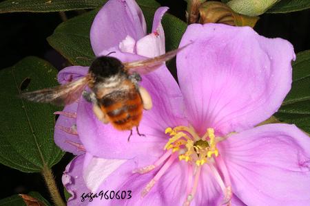  Bombus bicoloratus 
