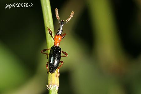 Cylas formicarius 