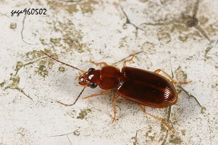 Acupalpus inornatus