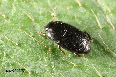 F] Platylomalus sp.  