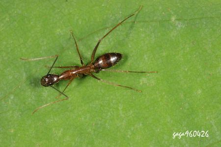 s Camponotus  sp.