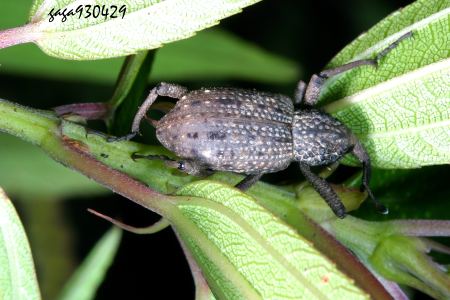 Sipalinus gigas