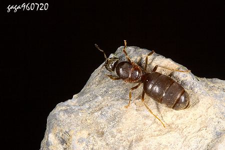 s Lasius sp. (ƦZ)  