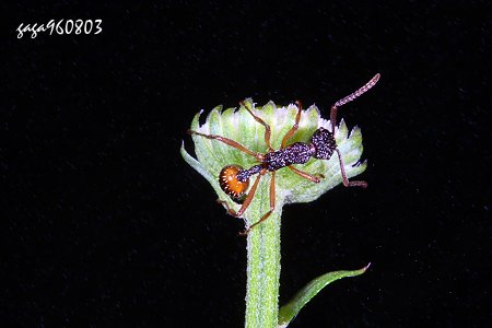 Myrmica formosae