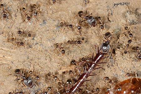 Pheidole sp.  