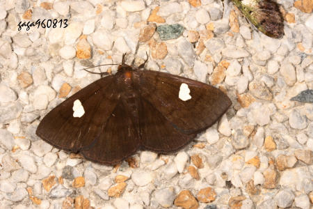 Edessena gentiusalis