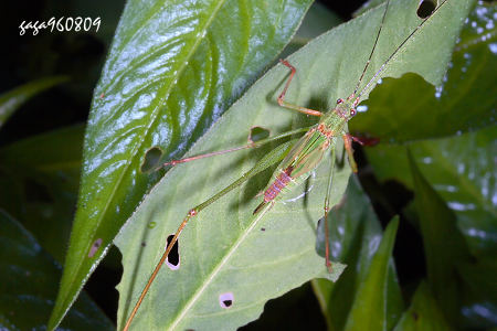 Phaneroptera nigroantennata 