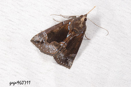 髯鬚裳蛾Hypena cyanea