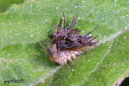 Laccoptera nepalensis
