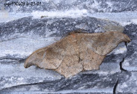 Hyposidra talaca 