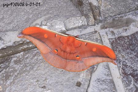 Antheraea formosana