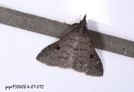 Naarda cinerea 