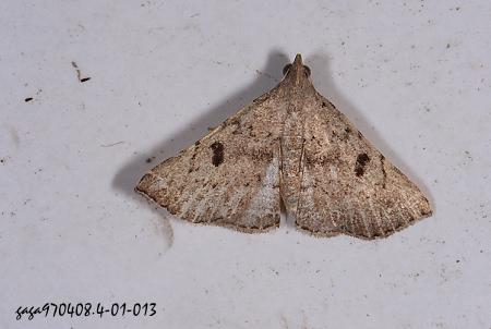rogonia oileusalis