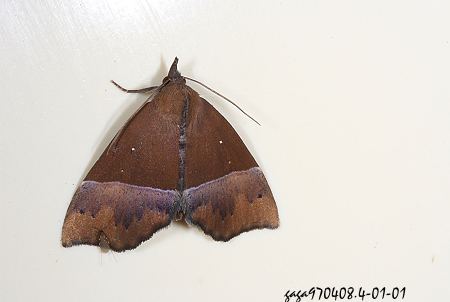 基伊裳蛾 Itmaharela sp. 