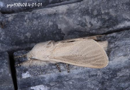 Phragmataecia sp.