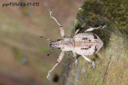Sympiezomias sp.