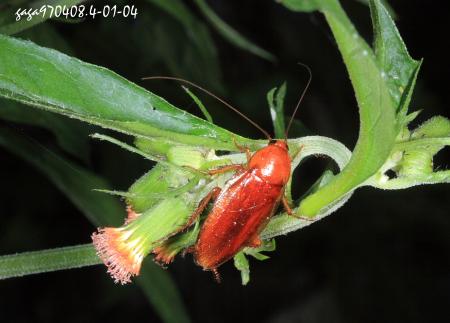  Centrocolumna gigas gigas 