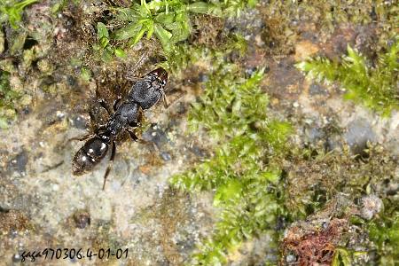 Yr Ectomomyrmex sp.