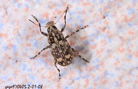 Litocerus communis communis