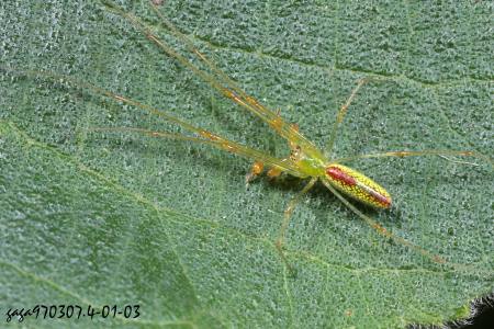 Tetragnatha squamata