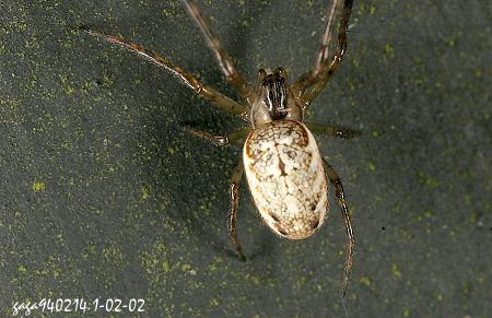 Metleucauge kompirensis 