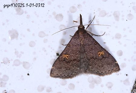 Naarda xanthonephra