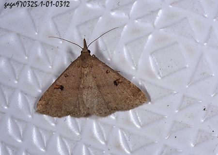 Naarda cinerea