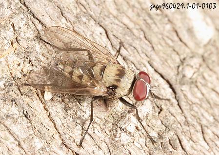  Anthomyia  sp.