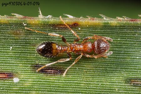 Tetramorium  sp.