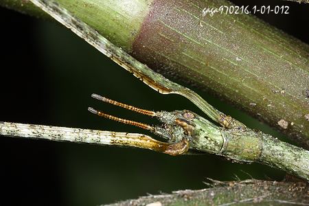 Entoria domonensis