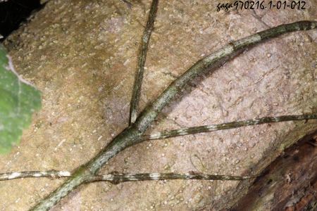 Entoria domonensis