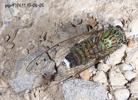 CVK Euterpnosia viridifrons
