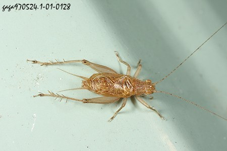 pM