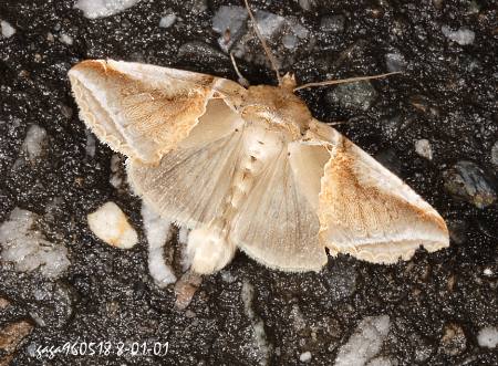 Habrosyne fraterna chekiangensis 