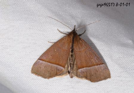 Acidon pseudohypena