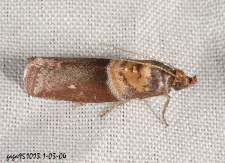 Addyme inductalis 