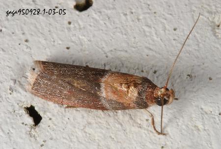   Addyme inductalis 
