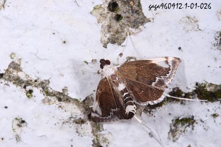 Ȭ Glaphyriinae