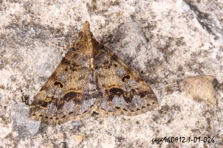 Cidariplura nigrisigna