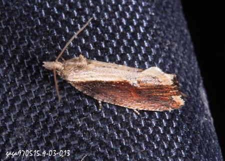 Phaecadophora sp.
