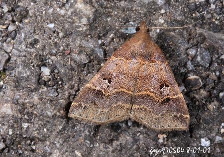 Bertula hadenalis persimilis