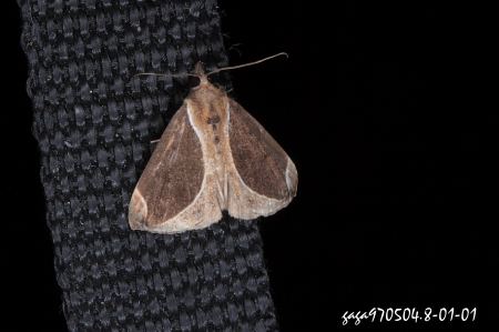 髯鬚裳蛾  Hypena  sp.