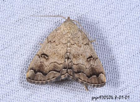 辛裳蛾屬  Sinarella  sp. 