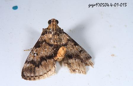 Epilepia dentatum