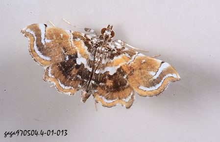   Musotima suffusalis
